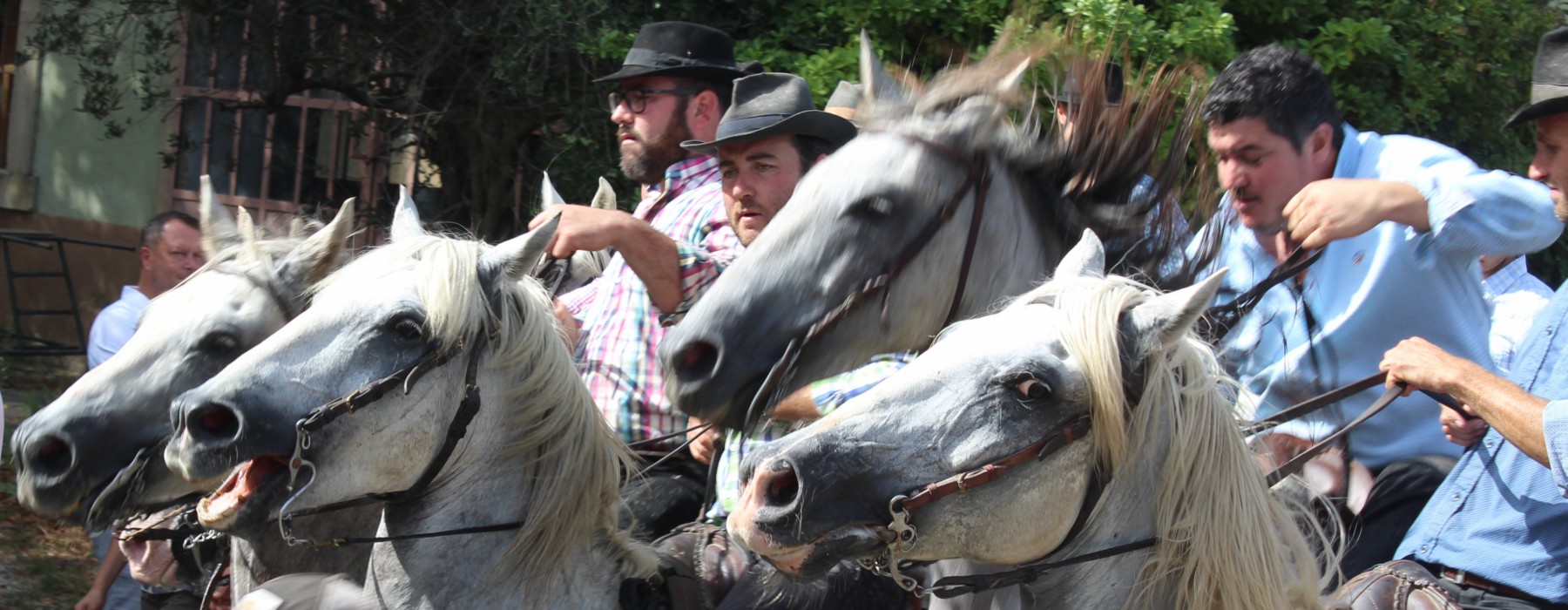 couse chevaux camargue.JPG