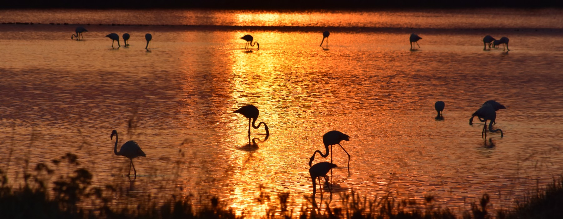 flamands en camargue.jpg